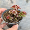 Sedum spurium 'Dragon's Blood'