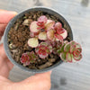 Sedum spurium 'Dragon's Blood'