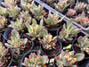 Echeveria Manaudes Variegata
