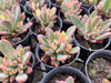 Echeveria Manaudes Variegata