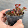 Sedum spurium 'Dragon's Blood'