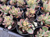 Echeveria Manaudes Variegata