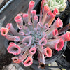 Echeveria 'Trumpet Pinky'