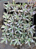 Echeveria 'Culibra'