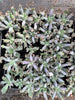Echeveria 'Culibra'