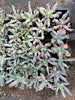 Echeveria 'Culibra'