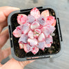 Echeveria 'Violet magic'