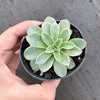 Echeveria 'Fantastic Fountain'