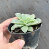 Echeveria 'Fantastic Fountain'