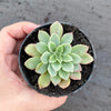 Echeveria 'Fantastic Fountain'