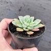 Echeveria 'Fantastic Fountain'