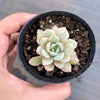 Echeveria 'Violet magic'