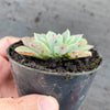 Echeveria 'Fantastic Fountain'