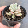 Echeveria 'Violet magic'