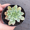 Echeveria 'Fantastic Fountain'