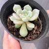 Echeveria 'Violet magic'