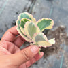 Kalanchoe fedtschenkoi 'Variegata' ( 1 X CUTTING )
