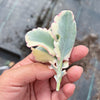 Kalanchoe fedtschenkoi 'Variegata' ( 1 X CUTTING )