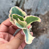 Kalanchoe fedtschenkoi 'Variegata' ( 1 X CUTTING )