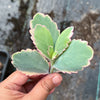 Kalanchoe fedtschenkoi 'Variegata' ( 1 X CUTTING )