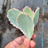 Kalanchoe fedtschenkoi 'Variegata' ( 1 X CUTTING )