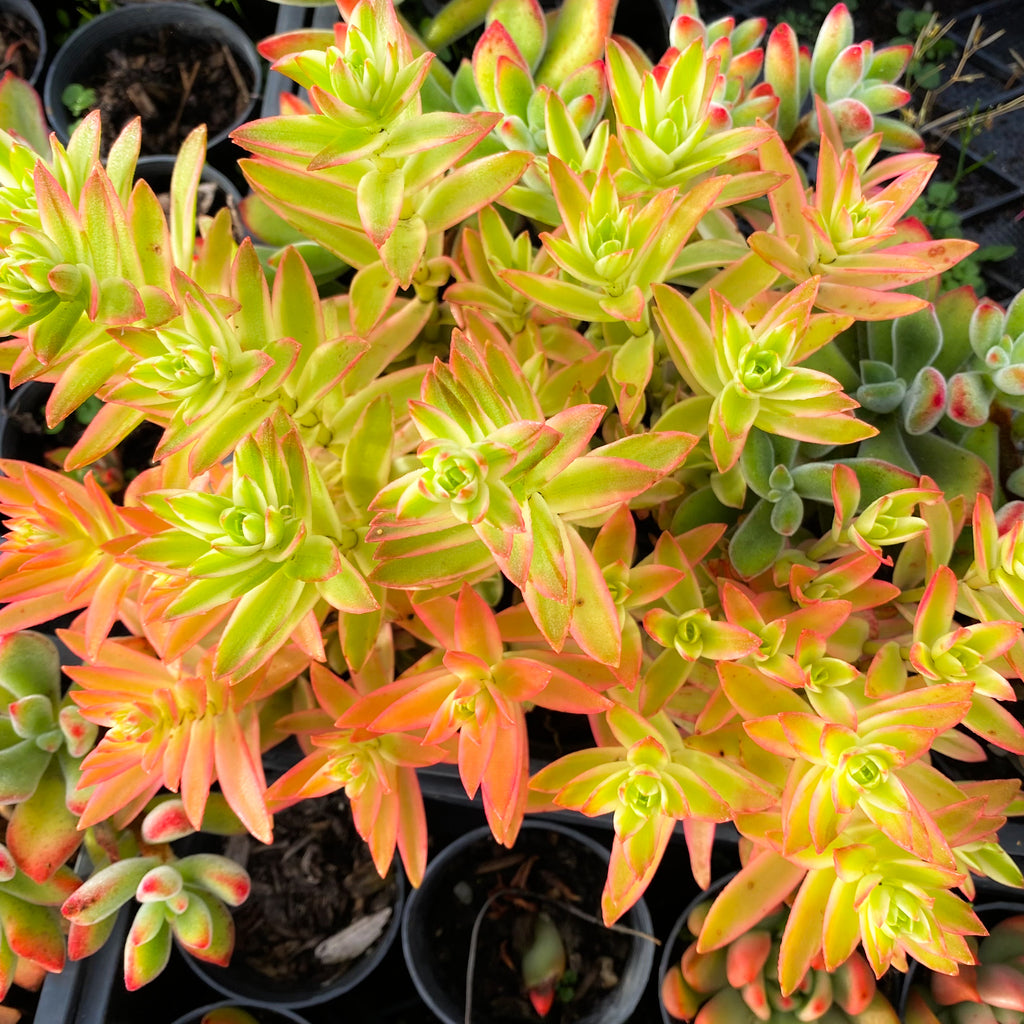 Crassula campfire variegated (has marks)