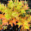 Crassula campfire variegated (has marks)