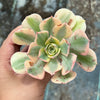 Aeonium arboreum 'Sunburst' (w/pup)