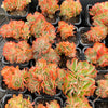 Echeveria Briar Rose f. cristata (has mark)