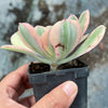 Aeonium arboreum 'Sunburst' (w/pup)