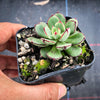 Echeveria cv. Joan Daniel