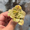 Aeonium x Campbells Cove (1 x CUTTING)