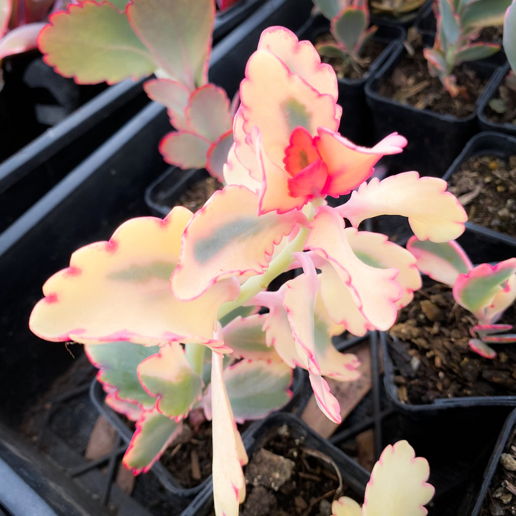 Kalanchoe fedtschenkoi 'Variegata'