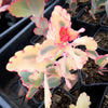 Kalanchoe fedtschenkoi 'Variegata'