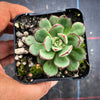 Echeveria cv. Joan Daniel