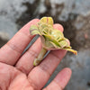 Aeonium x Campbells Cove (1 x CUTTING)