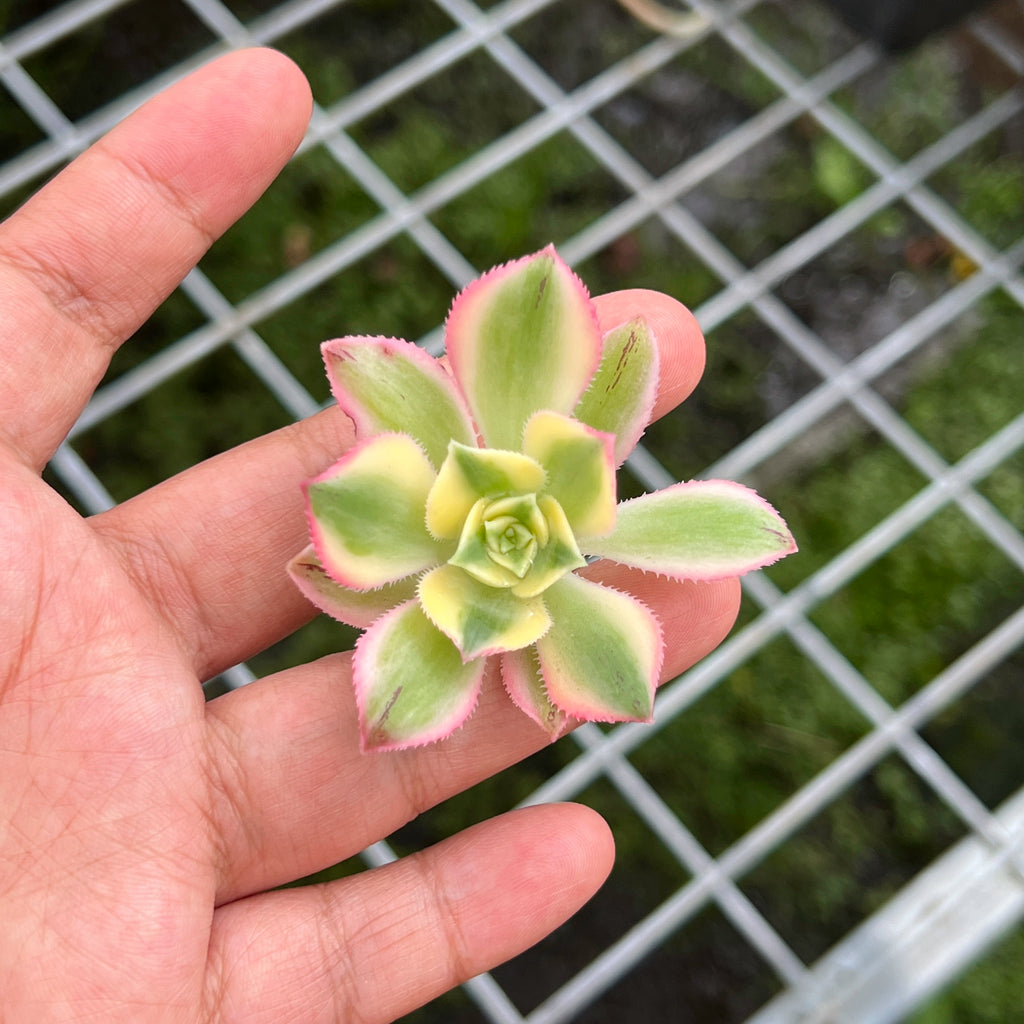 Aeonium arboreum 'Sunburst' (1 x CUTTING)