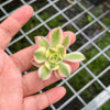 Aeonium arboreum 'Sunburst' (1 x CUTTING)