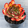 Echeveria pulidonis 'Christmas'