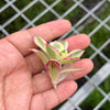 Aeonium arboreum 'Sunburst' (1 x CUTTING)