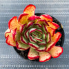 Echeveria pulidonis 'Christmas'