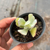 Cotyledon Orbiculata 'Hakubi' Variegated