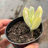 Cotyledon Orbiculata 'Hakubi' Variegated