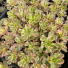 Aeonium arboreum 'Sunburst' (w/pup)