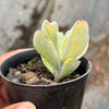 Cotyledon Orbiculata 'Hakubi' Variegated