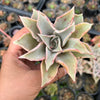 Echeveria Madiba (aka Echeveria Pink Lips)