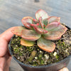 Echeveria Chroma