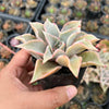Echeveria Madiba (aka Echeveria Pink Lips)
