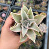 Echeveria Madiba (aka Echeveria Pink Lips)