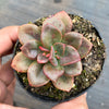 Echeveria Chroma